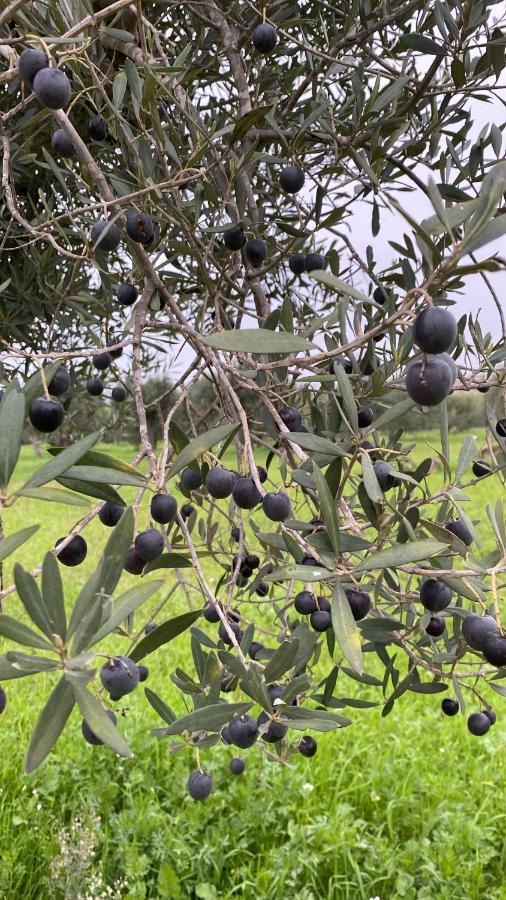 Verde Oliva Residence Ispica Dış mekan fotoğraf